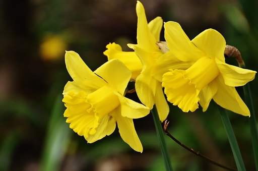 Daffodil bulbs flowering
